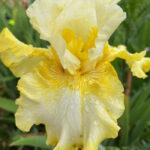 Ирис бородатый СИЛК ЭНД ХАНИ