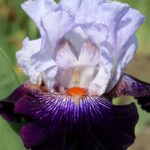 Ирис бородатый СНОУД ИН