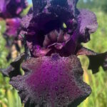 Ирис бородатый СУПЕРСТИШН