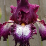 Ирис бородатый ТЕННИСОН РИДЖ