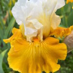 Ирис бородатый ТУР ДЕ ФРАНС
