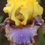 Ирис бородатый ФРИ ТУ ДРИМ