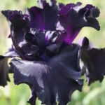 Ирис бородатый ФЭЙД ТУ БЛЭК