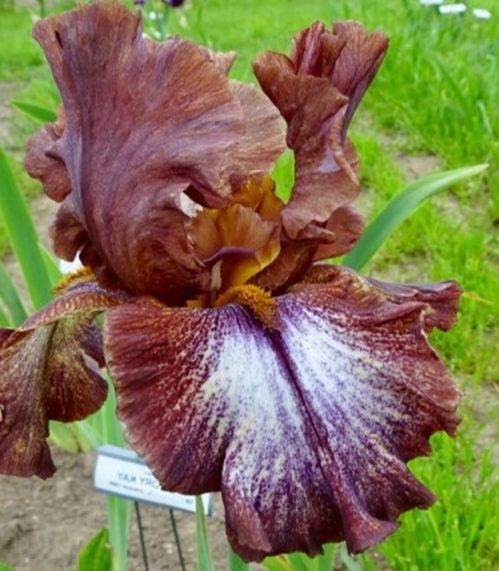 13234_Ирис бородатый ХАКЛБЕРИ ФАДЖ_01 Ирис бородатый ХАКЛБЕРИ ФАДЖ — изображение 1