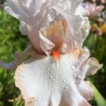 Ирис бородатый ХАЛО ИН ПЕРЛ