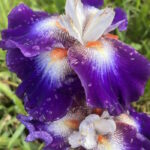 Ирис бородатый ХАОС ТЕОРИ