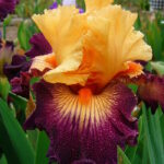 Ирис бородатый ХАРТ ИЗ ОН