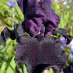 Ирис бородатый ХЕЛЛО ДАРКНЕСС