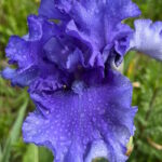 Ирис бородатый ХОНКИ ТОНГ БЛЮЗ