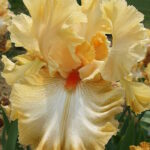 Ирис бородатый ЧИП ФРИЛЛЗ