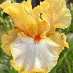 Ирис бородатый ШАМПАНЬ УОЛС