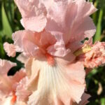 Ирис бородатый ЭВЕЙКНИНГ ДРИМЗ