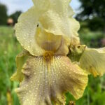 Ирис бородатый ЭВЕРГРИН ХАЙДЕВЕЙ