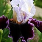 Ирис бородатый ЭНДЖОЙ ЗЕ ПАТИ
