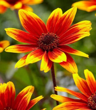 Новинки 19308 geliopsis podsolnechnikovyj sparkling kontrast 01