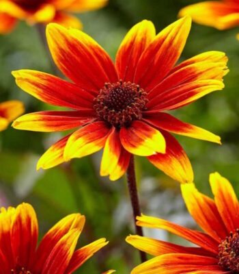 Главная 19308 geliopsis podsolnechnikovyj sparkling kontrast 01