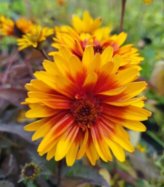 Новинки 19309 geliopsis podsolnechnikovyj berning harts 01