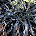 Офиопогон Нигресценс