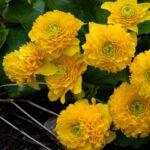 Калужница Мультиплекс