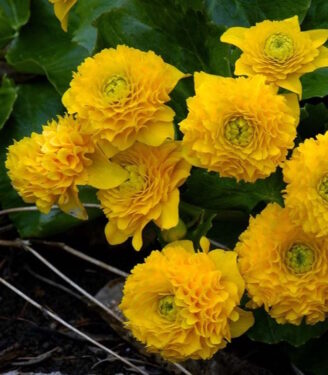 Новинки 19825 kaluzhnica multipleks 01