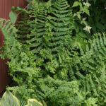 Щитовник мужской Криспа Кристата