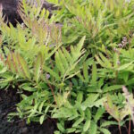 Оноклея чувствительная