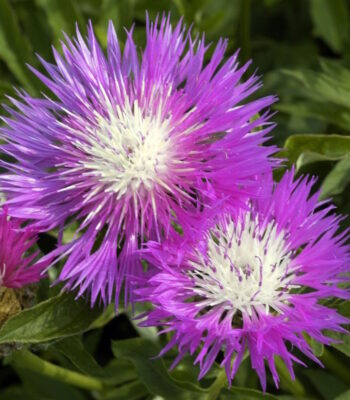 Главная 19828 vasiljok podbelennyj lilak 01