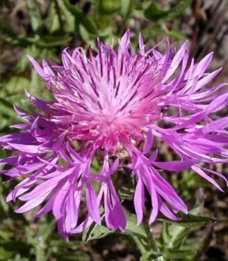 Новинки 19829 vasiljok gornyj kara mia 01