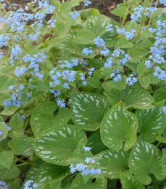 Новинки 19010 brunnera longtress 01