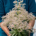 Камнеломка котиледон Саушайд Сэдлинг